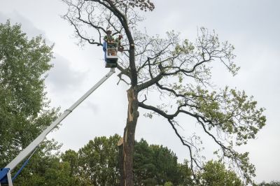 Holly Tree Removal