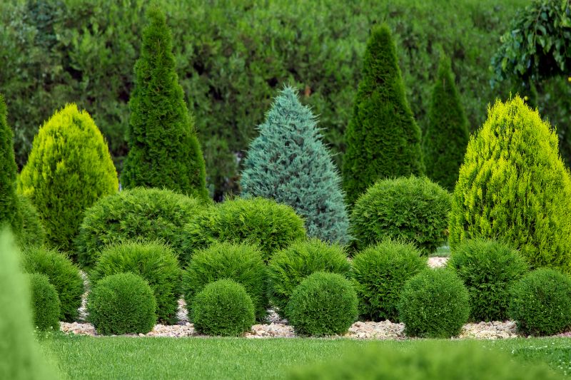 Shaping Shrubs for Aesthetics