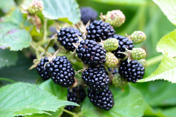 Blackberry Bush Removal in Flint