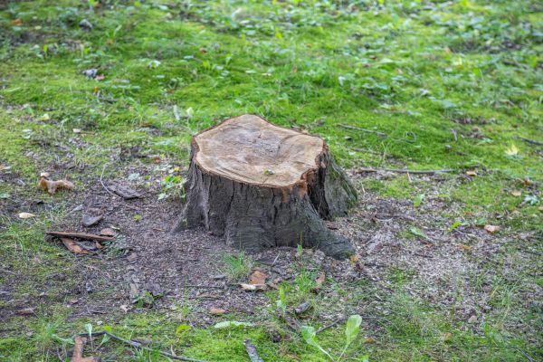Bush Stump Removal in Flint