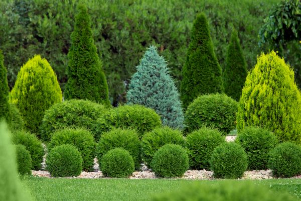 Bush Trimming Service in Flint