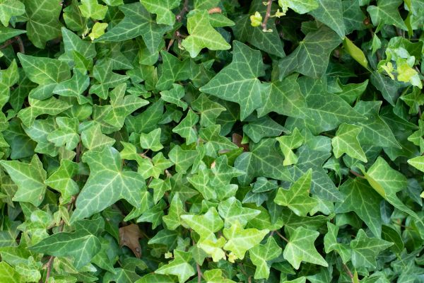 Cost of English Ivy Removal in Flint