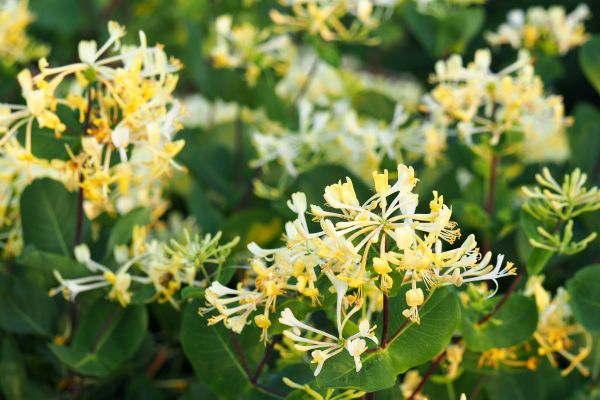 Cost of Honeysuckle Removal in Flint