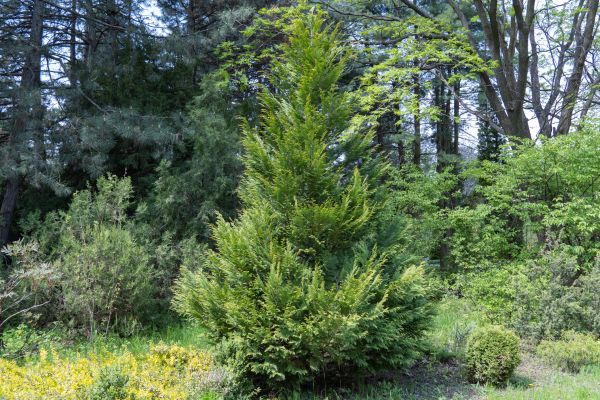 Cost of Juniper Pruning in Flint