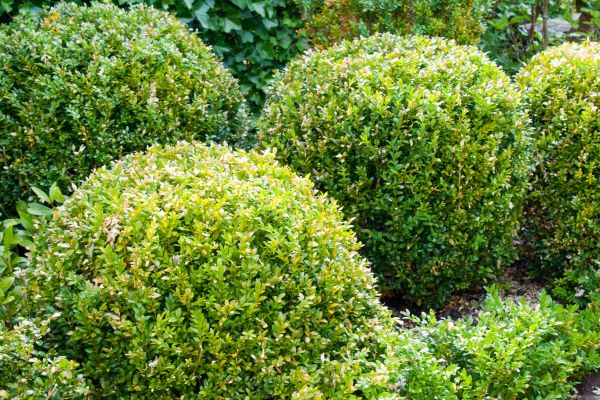 Cost of Landscape Trimming Service in Flint