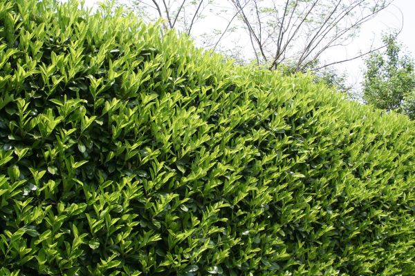 Cost of Laurel Removal in Flint