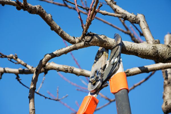 Cost of Pruning Service in Flint