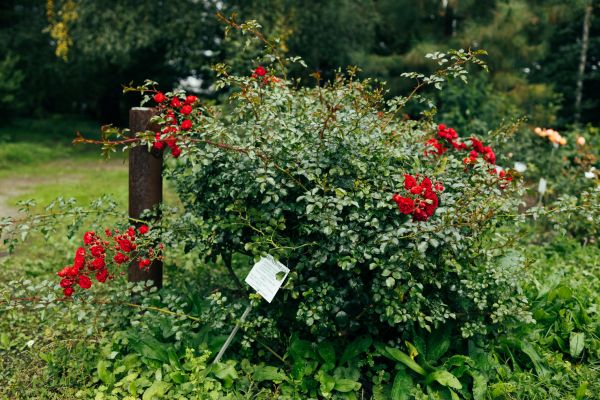Cost of Rose Bush Removal in Flint