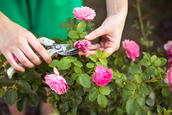 Rose Trimming in Flint
