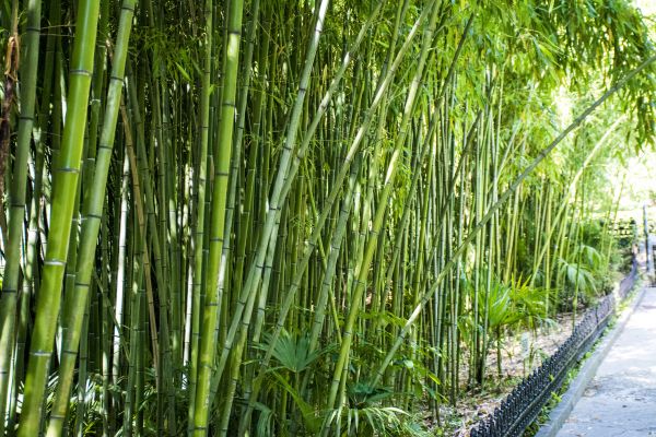 Cost of Bamboo Root Removal in Flint