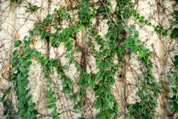 Cost of Vine Removal Service in Flint