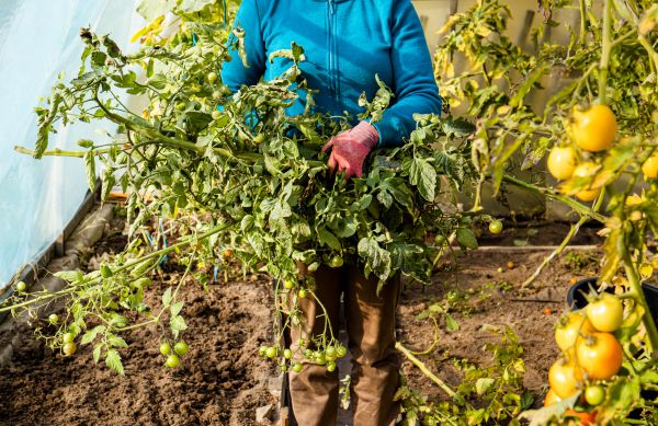 Cost of Garden Plant Removal in Flint