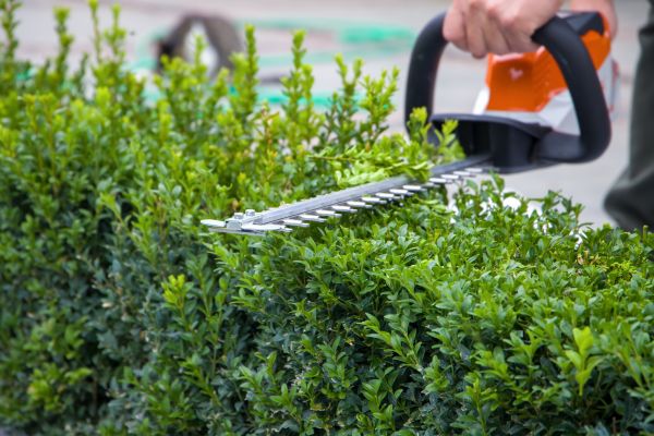 Hedge Shearing in Flint