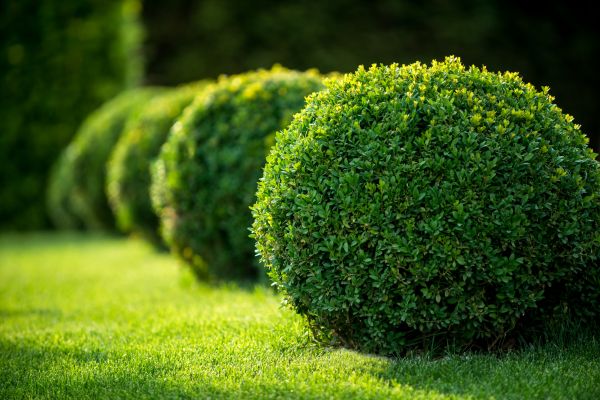 Bush Pruning in Flint