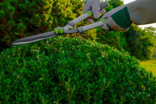 Cost of Topiary Shearing in Flint