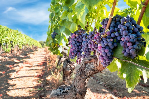 Grapevine Pruning in Flint