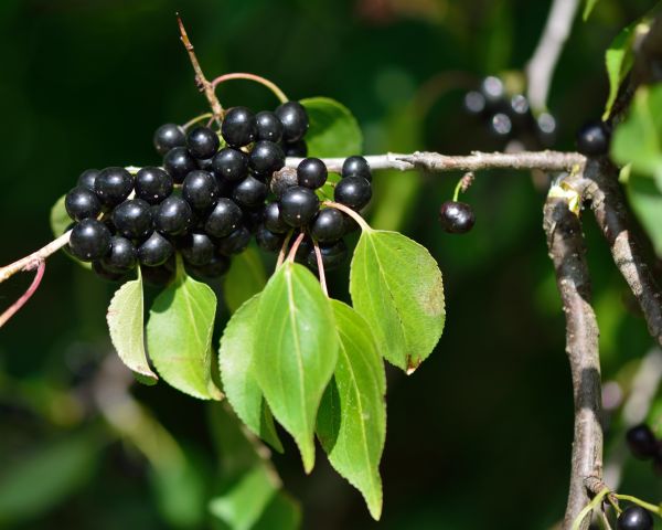 Buckthorn Removal in Flint