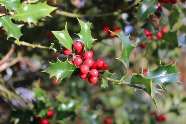 Holly Tree Trimming in Flint
