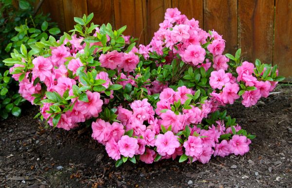 Cost of Azaleas Removal in Flint