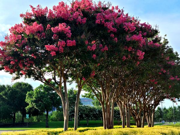 Crepe Myrtle Pruning in Flint