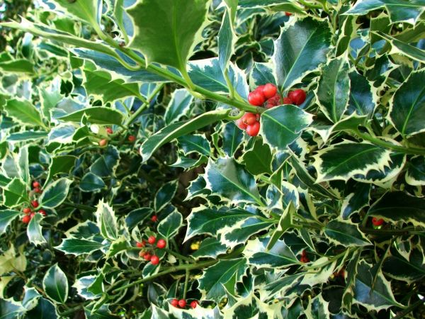 Holly Bushes Trimming in Flint