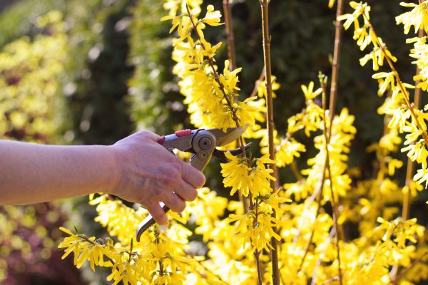Forsythia Pruning in Flint