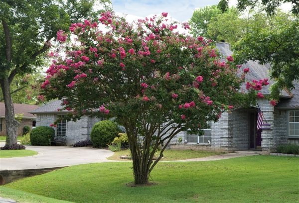 Crepe Myrtle Trimming in Flint