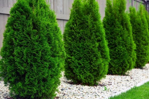 Cost of Arborvitae Removal in Flint