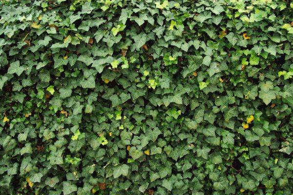 Cost of Ivy Pruning service in Flint