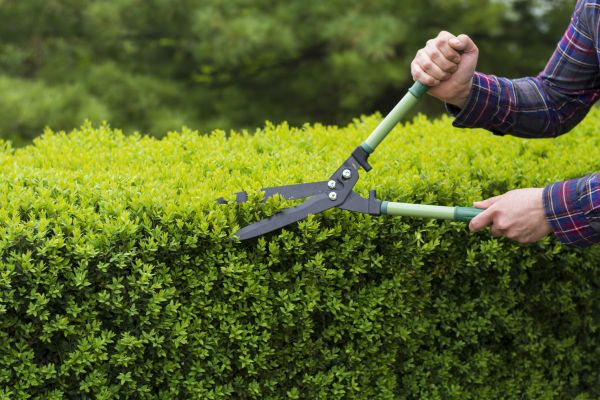 Cost of Evergreen Shrub Pruning in Flint