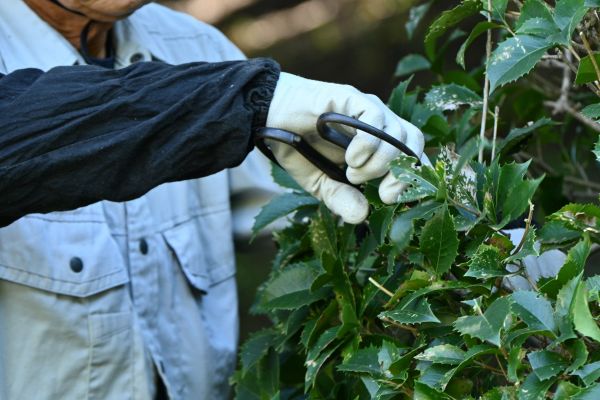 Holly Pruning in Flint