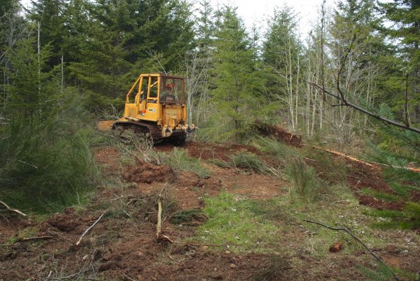 Cost of Shrubbery Clearing in Flint