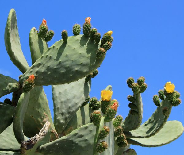 Cost of Cactus Removal in Flint