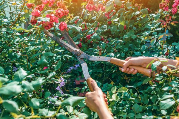 Knockout Roses Pruning in Flint