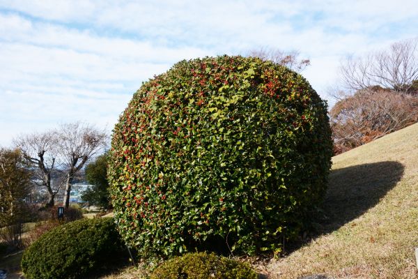 Holly Shrub Pruning in Flint