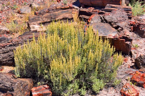 Cost of Sagebrush Removal in Flint