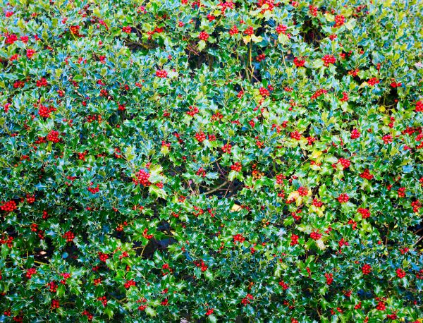 Cost of Holly Bush Removal in Flint