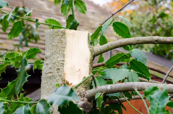 Cost of Holly Tree Removal in Flint