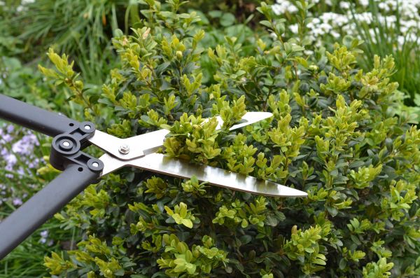 Boxwood Trimming in Flint
