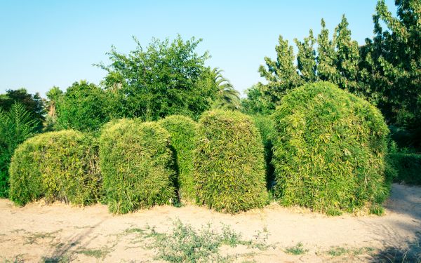 Cost of Bamboo Hedge Removal in Flint