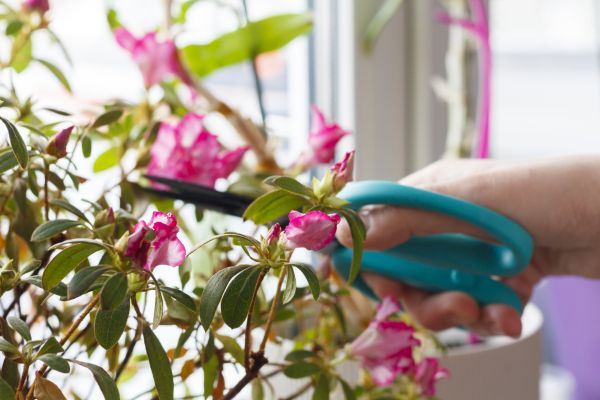 Azalea Pruning in Flint