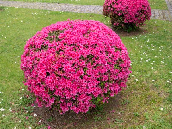 Rhododendron Pruning in Flint