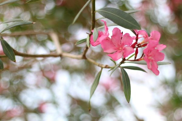 Cost of Oleander Removal in Flint
