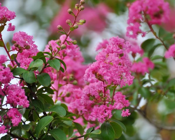 Cost of Crepe Myrtle Removal in Flint