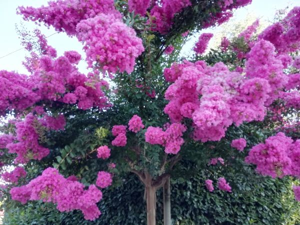 Crape Myrtle Pruning in Flint