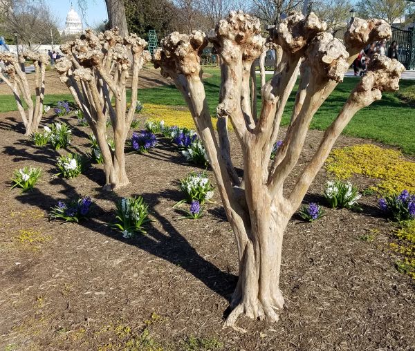 Cost of Myrtle Tree Removal in Flint