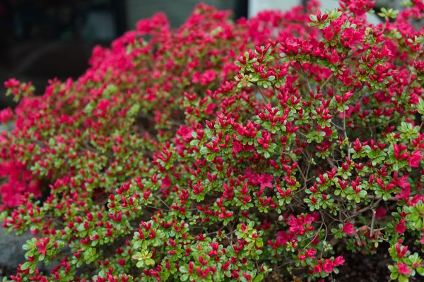 Cost of Weigela Removal Service in Flint