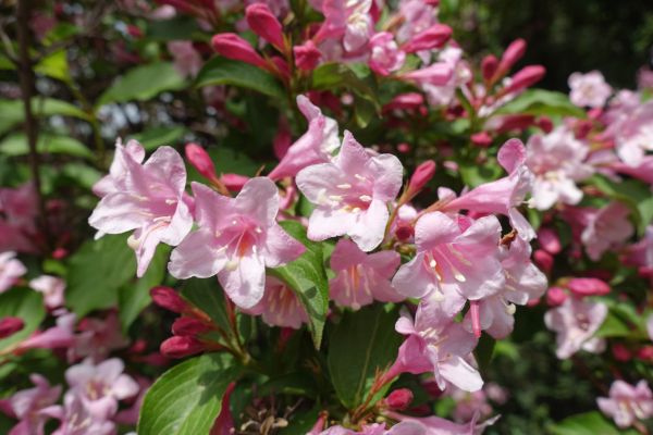 Cost of Weigela Pruning Service in Flint