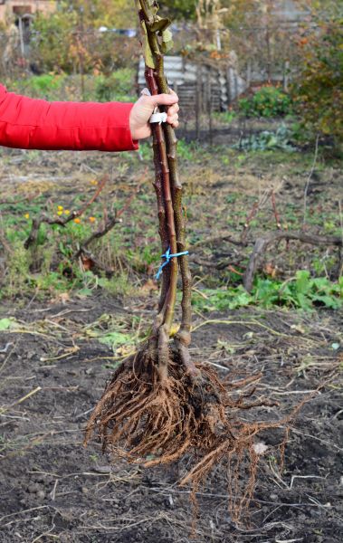 Cost of Shrub Root Removal in Flint