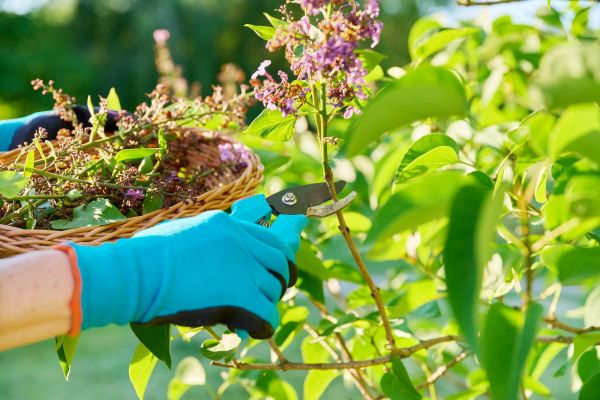 Cost of Lilac Trimming Service in Flint